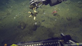 Media type: image;   Invertebrate Zoology 153141 Description: live specimen;